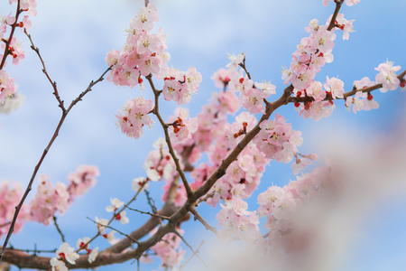 Beautiful cherry blossom , sakura  in spring time (Soft focus and blur style)の写真素材