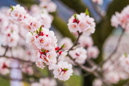 Beautiful cherry blossom , sakura  in spring time .の写真素材