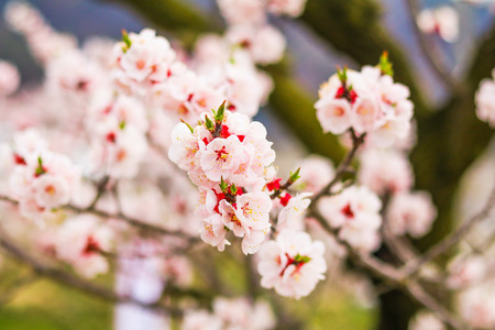 Beautiful cherry blossom , sakura  in spring time .の写真素材