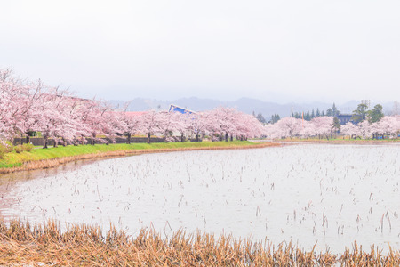 Beautiful cherry blossom , sakura  in spring time (Soft focus and blur style)  of Muramatsu Park in spring time, Niigata Prefecture,Japan.の写真素材