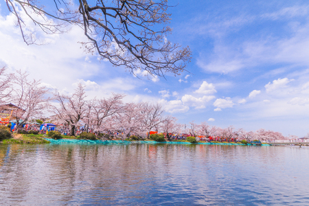 Beautiful cherry blossom , sakura  of Garyu Park in spring time, Nagano Prefecture,Japanの写真素材