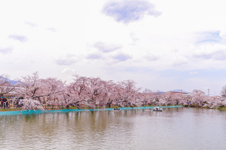 Beautiful cherry blossom , sakura  in spring time .の写真素材