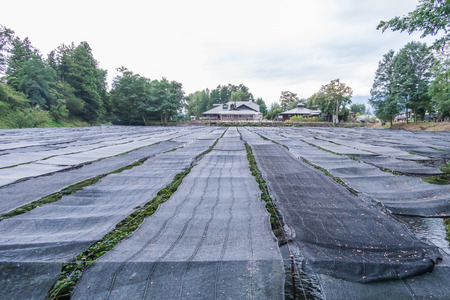 The Daio Wasabi Farm  is one of Japan's largest wasabi farms  in rural Azumino city near Matsumoto and  a popular tourist destination,Japan.の写真素材