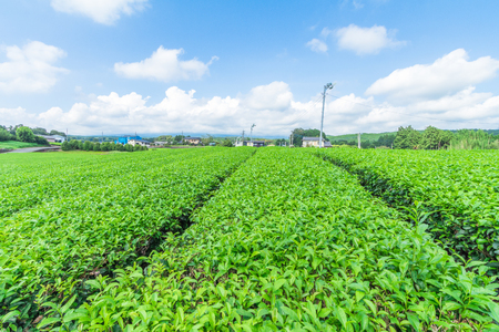 Fresh green tea farm in spring , Row of tea plantations (Japanese green tea plantation) with  blue sky  background  in Fuji city ,Shizuoka prefecture, Japan.の写真素材