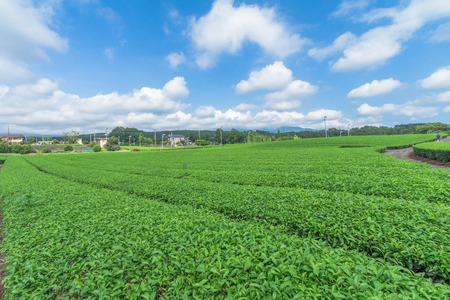 Fresh green tea farm in spring , Row of tea plantations (Japanese green tea plantation) with  blue sky  background  in Fuji city ,Shizuoka prefecture, Japan.の写真素材