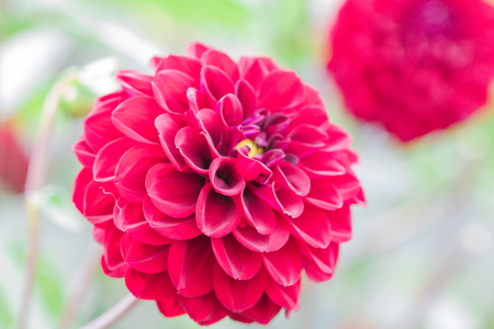 Beautiful flower blooming  in  spring day  by Macro lens .の写真素材