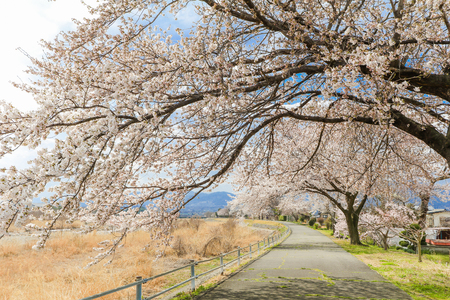 Beautiful cherry blossom , sakura  and  a country road  in spring day with  blue sky  backgroundの写真素材