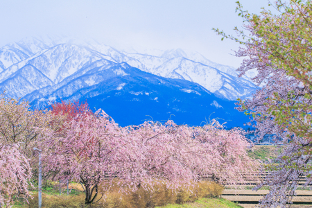 Cherry blossom trees or sakura  in the town of Asahi , Toyama Prefecture  Japan.の写真素材