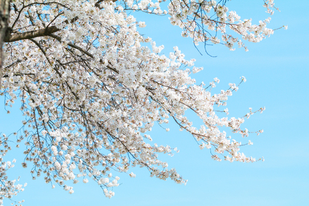 Beautiful cherry blossom , sakura in spring time with  blue sky background,Nagano Prefecture,Japan.の写真素材