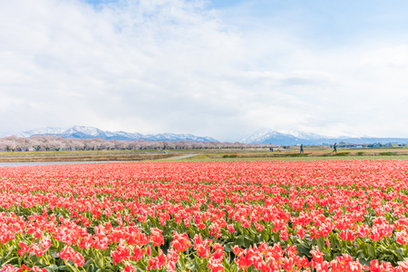 Tulips  in the background , the town of Asahi in Toyama Prefecture  Japan.の写真素材