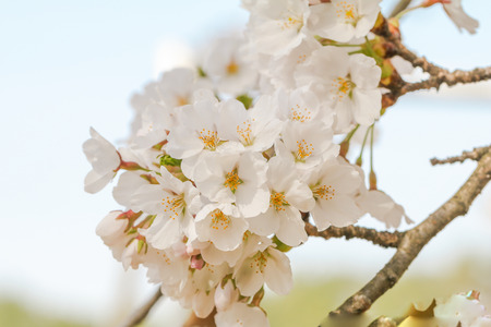 Beautiful cherry blossom or sakura in   japanese  in spring time.の写真素材