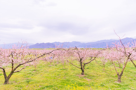 Beautifu flowers in the spring,Japanese plum blossoms (Ume Flower)  with   sky  background.の写真素材