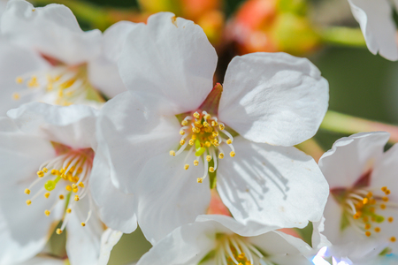 Beautiful cherry blossom or sakura in   japanese  in spring time.の写真素材