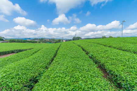 Fresh green tea farm in spring , Row of tea plantations (Japanese green tea plantation) with  blue sky  background  in Fuji city ,Shizuoka prefecture, Japan.の写真素材