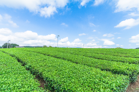 Fresh green tea farm in spring , Row of tea plantations (Japanese green tea plantation) with  blue sky  background  in Fuji city ,Shizuoka prefecture, Japan.の写真素材