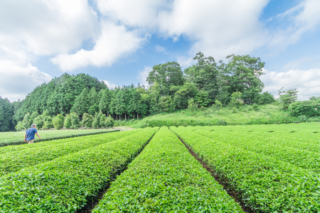 Fresh green tea farm in spring , Row of tea plantations (Japanese green tea plantation) with  blue sky  background  in Fuji city ,Shizuoka prefecture, Japan.の写真素材