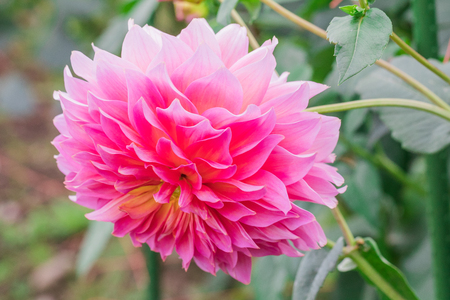 Beautiful pink flower blooming  in  spring day  by Macro lens .の写真素材