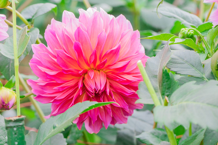 Beautiful pink flower blooming  in  spring day  by Macro lens .の写真素材