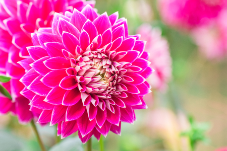 Beautiful flower blooming  in  spring day  by Macro lens .の写真素材