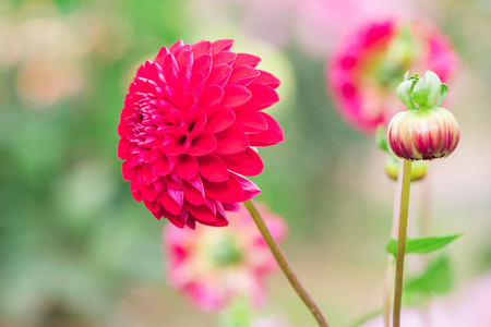 Beautiful flower blooming  in  spring day  by Macro lens .の写真素材