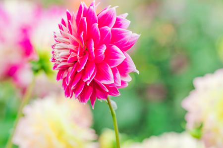 Beautiful pink flower blooming  in  spring day  by Macro lens .の写真素材