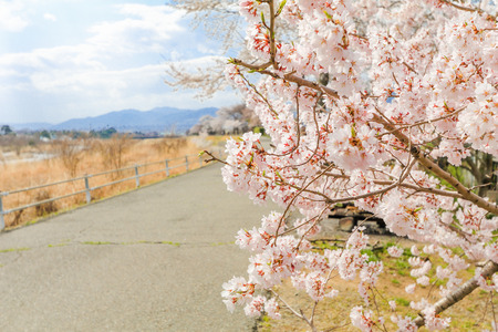 Beautiful cherry blossom , sakura  and  a country road  in spring day with  blue sky  backgroundの写真素材