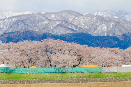 cherry blossom trees or sakura with the Japanese Alps mountain range in the backgroundの写真素材