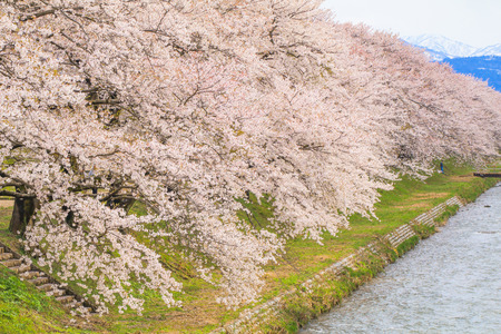 Cherry blossom trees or sakura along the bank of Funakawa River in the townの写真素材