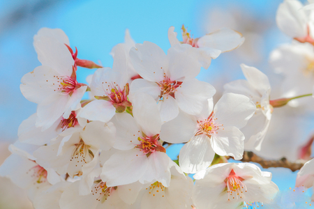 Beautiful cherry blossom or sakura in   japanese  in spring time.の写真素材