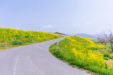 Beautiful flowers blooming  in  spring day.の写真素材