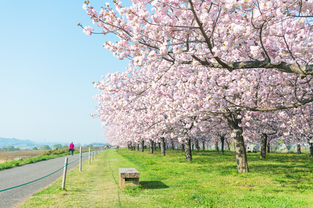 Beautiful cherry blossom trees or sakura blooming beside the country road in  spring day.の写真素材