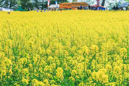 Beautiful Yellow flowers blossoming in  spring day,Nanohana flowers in Japan.の写真素材