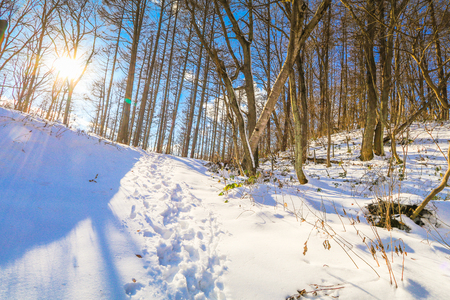 Beautiful fresh snow in winter around the mountains  Lake ,and tree  with blue sky  background, Nagano Prefecture, Japan.の写真素材