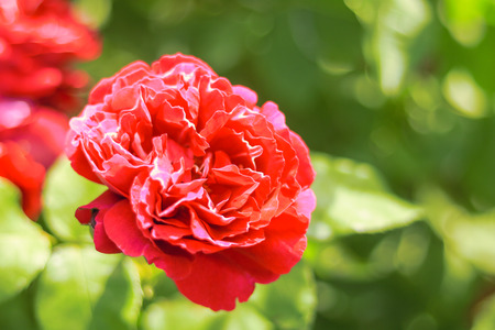 Red rose blooming  in the summer or spring day with copy space .の写真素材
