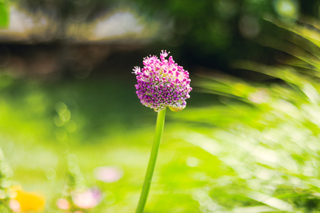 Beautiful  flowers blooming  in the summer or spring day with copy space .の写真素材