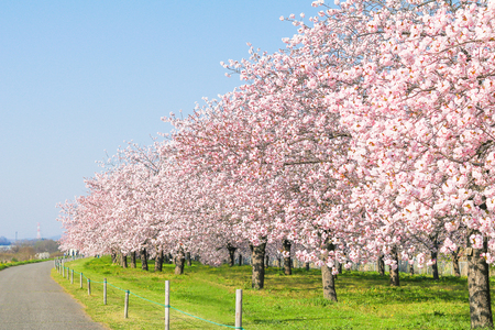 Beautiful cherry blossom trees or sakura blooming beside the country road in  spring day.の写真素材