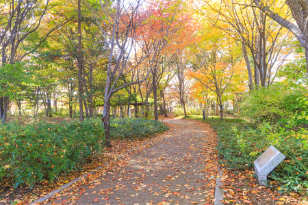 Japan autumn , Beautiful autumn leaves of Obuse park ,Nagano Prefecture,Japan.の写真素材