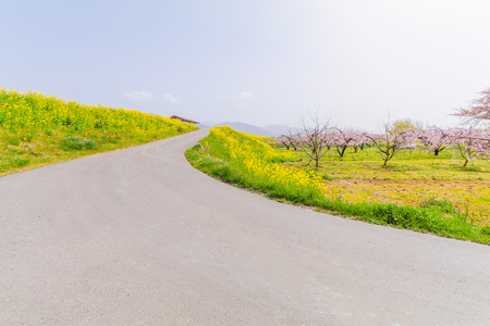 Beautiful Yellow flowers blossoming in  spring day,Nanohana flowers in Japan.の写真素材