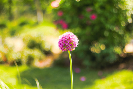 Beautiful  flowers blooming  in the summer or spring day with copy space .の写真素材