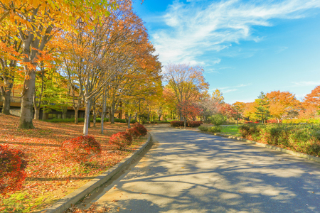 Japan autumn , Beautiful autumn leaves of Obuse park ,Nagano Prefecture,Japan.の写真素材