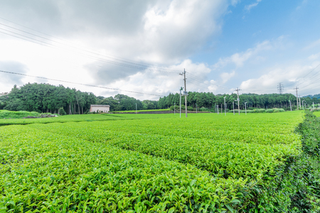 Fresh green tea farm in spring , Row of tea plantations (Japanese green tea plantation) with  blue sky  background  in Fuji city ,Shizuoka prefecture, Japan.の写真素材