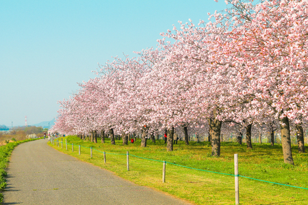 Beautiful cherry blossom trees or sakura blooming beside the country road in  spring day.の写真素材