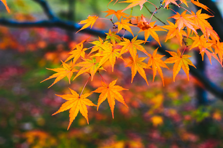 Beautiful Colorful of Autumn Leaves.の写真素材