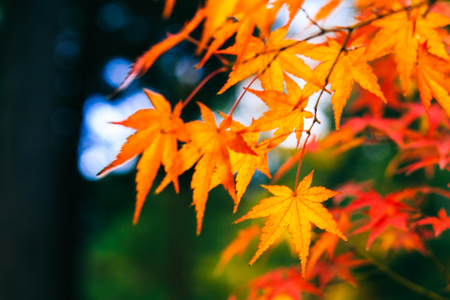 Beautiful Colorful of Autumn Leaves.の写真素材