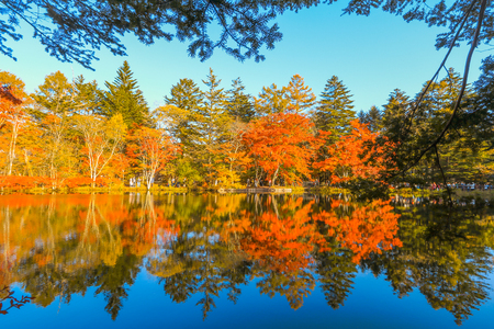 Beautiful Japan autumn at Kumoba Pond or Kumoba ike of Karuizawa ,Nagano Prefecture Japan.の写真素材
