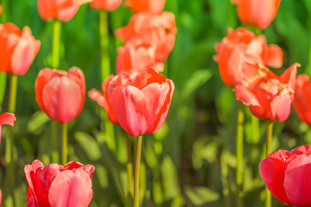 Beautiful  tulip blooming  in  spring day.の写真素材