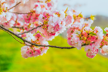 Beautiful cherry blossom trees or sakura blooming  in  spring day.の写真素材