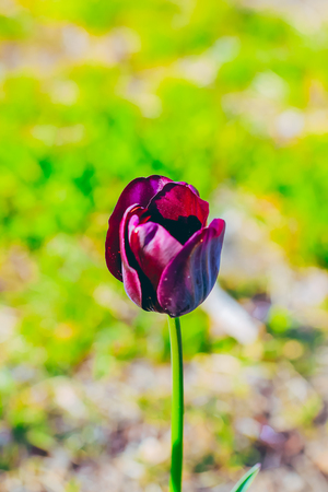 Beautiful  tulip blooming  in  spring day.の写真素材
