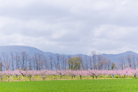 Beautiful flowers blooming  in  spring day.の写真素材