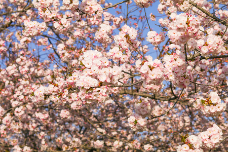 Beautiful cherry blossom , sakura  in spring time .の写真素材